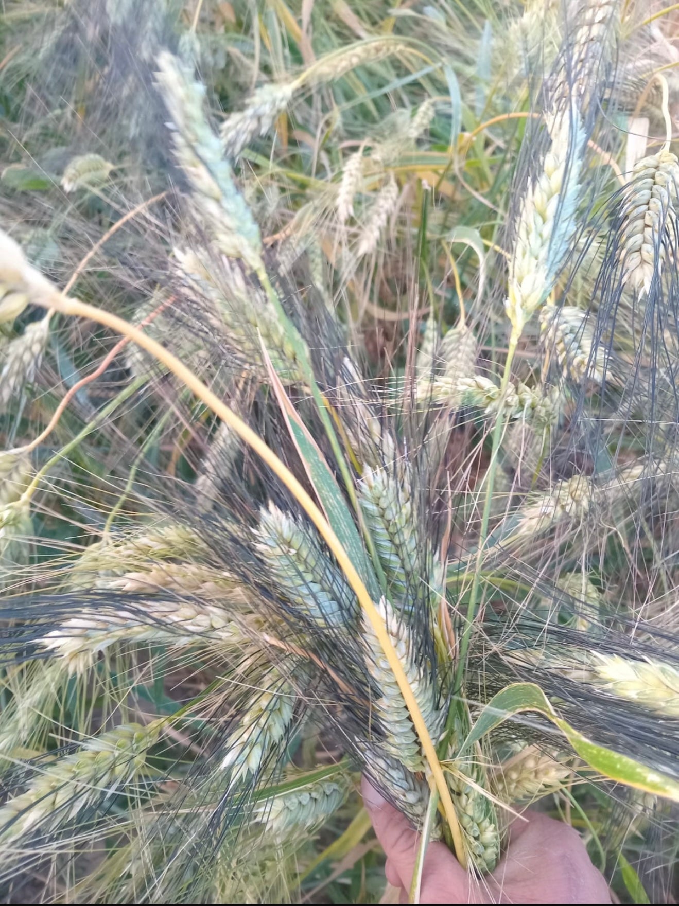 حبوب القمح المغربية الأصلية