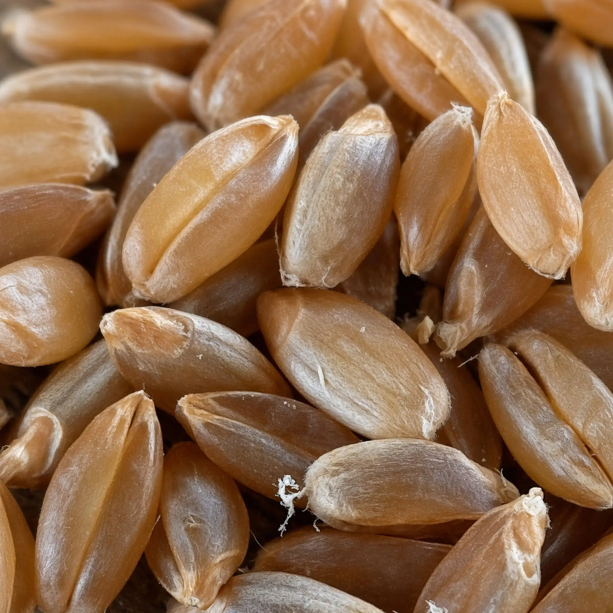حبوب القمح المغربية الأصلية