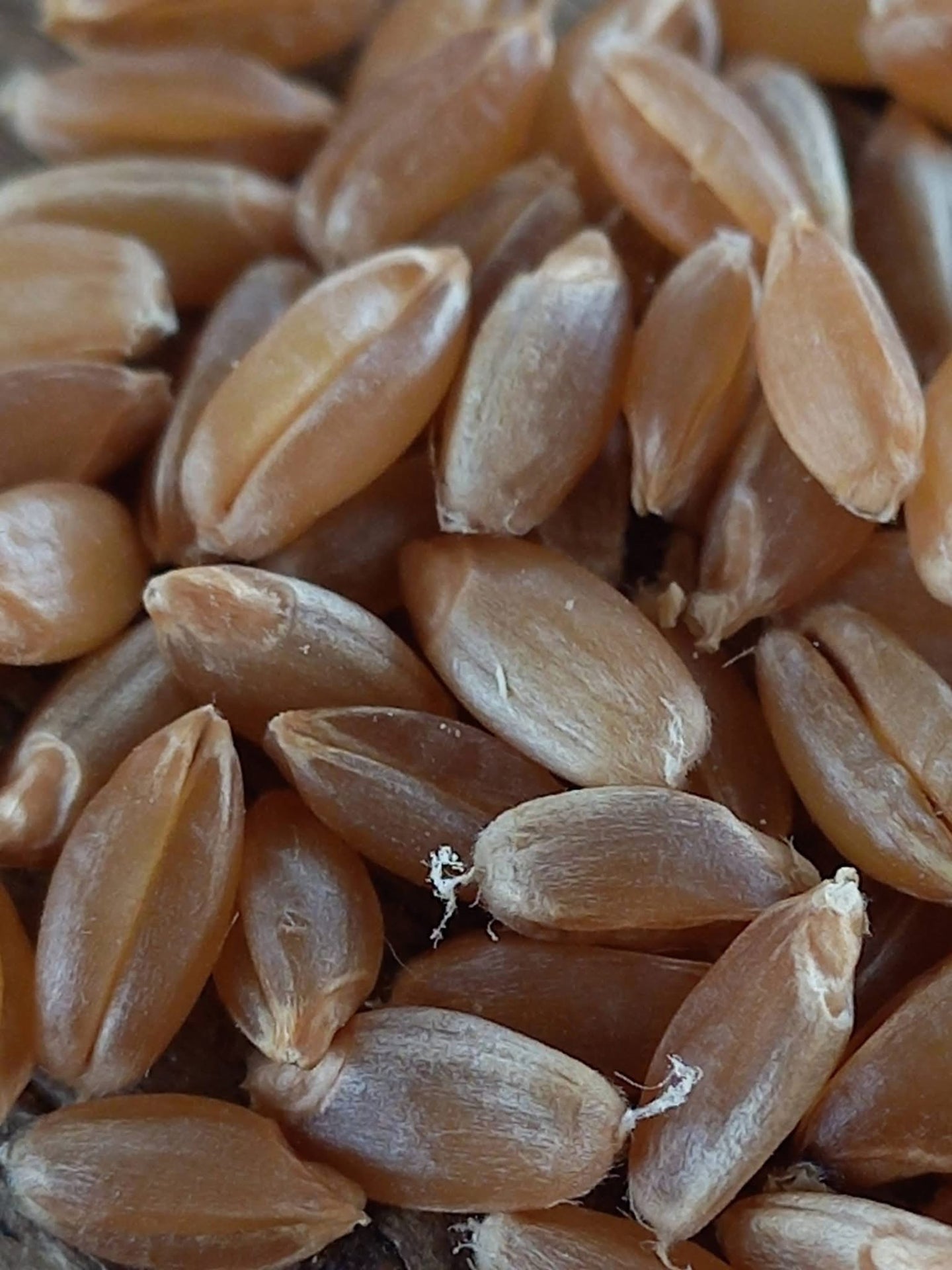 حبوب القمح المغربية الأصلية