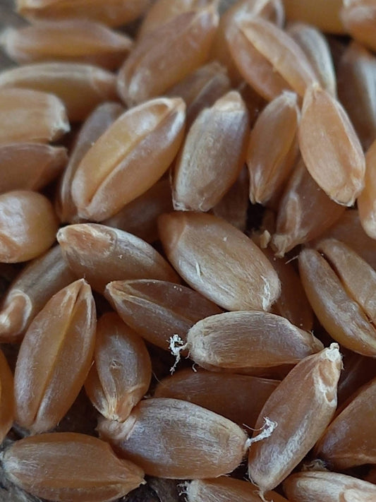 حبوب القمح المغربية الأصلية